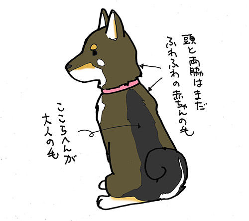 背中の毛2 黒柴まろんの日記 背中の毛2 黒柴まろんの日記