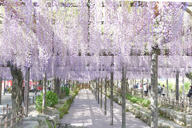 日帰りわんこといけるgw旅 Vol 2藤棚 まろまゆげのわんこがいる暮らし 愛犬との日々を記録に残そう