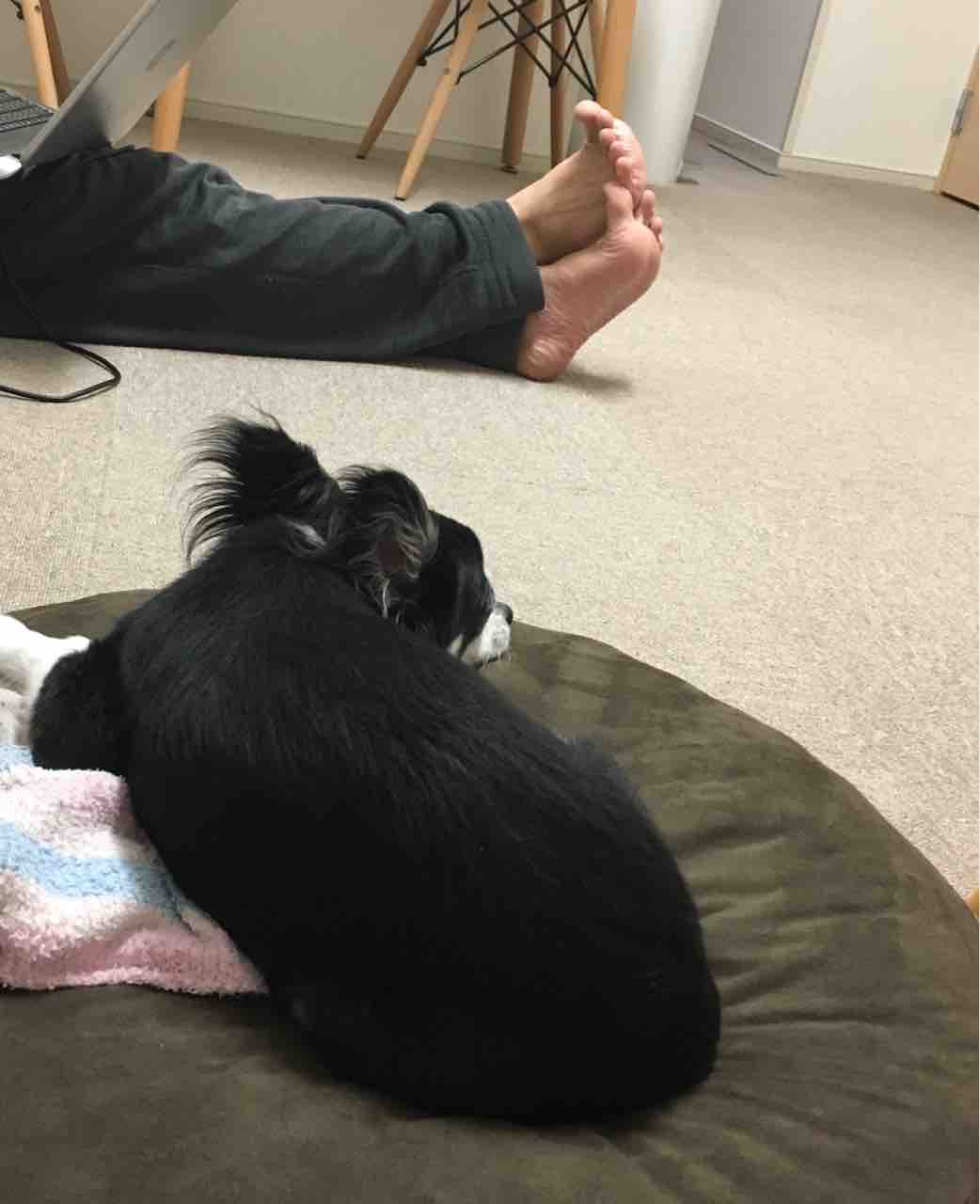 心臓病発症 我々の安定剤 旦那くまさん まろまゆげのわんこがいる暮らし 愛犬との日々を記録に残そう 心臓病発症 我々の安定剤 旦那くまさん まろまゆげのわんこがいる暮らし 愛犬との日々を記録に残そう