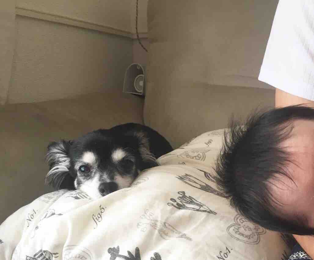 こぐまちゃんが来てから 怒られるようになった事 まろまゆげのわんこがいる暮らし 愛犬との日々を記録に残そう