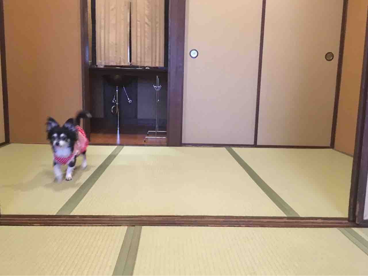 マタニティープランがあるわんこも泊まれる温泉宿 暖灯館きくのやさん 6ケ月 まろまゆげのわんこがいる暮らし 愛犬との日々を記録に残そう マタニティープランがあるわんこも泊まれる温泉宿 暖灯館きくのやさん 6ケ月 まろまゆげのわんこがいる暮らし 愛犬との日々を記録に残そう