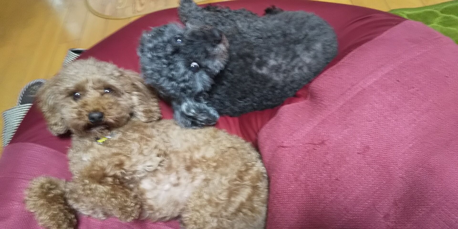 マロとメルモと保護犬と マロとメルモと保護犬と