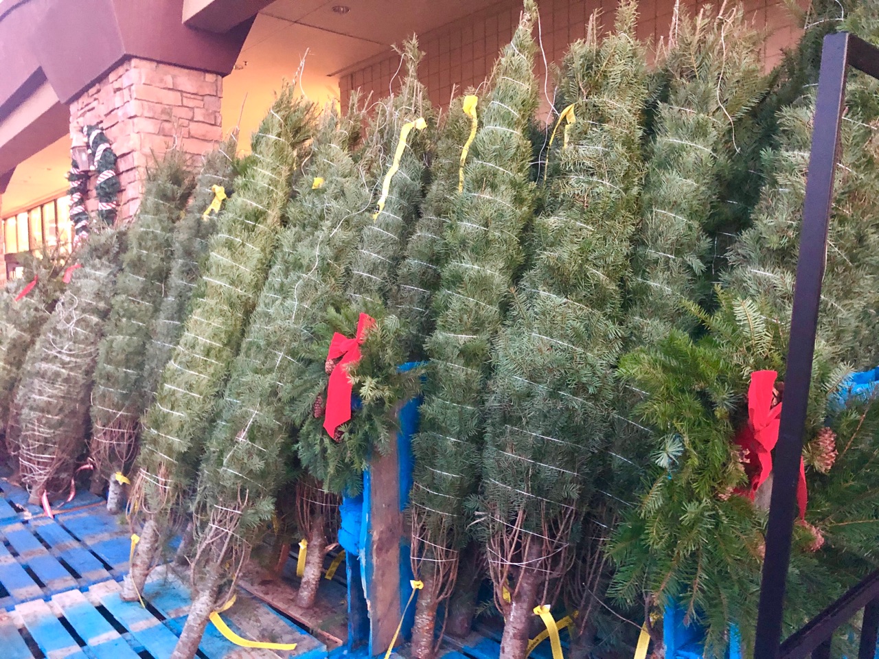 観葉植物の水やりに良い方法 クリスマスツリーは生木 Marriage Life In Arizona アリゾナで国際結婚 Powered By ライブドアブログ
