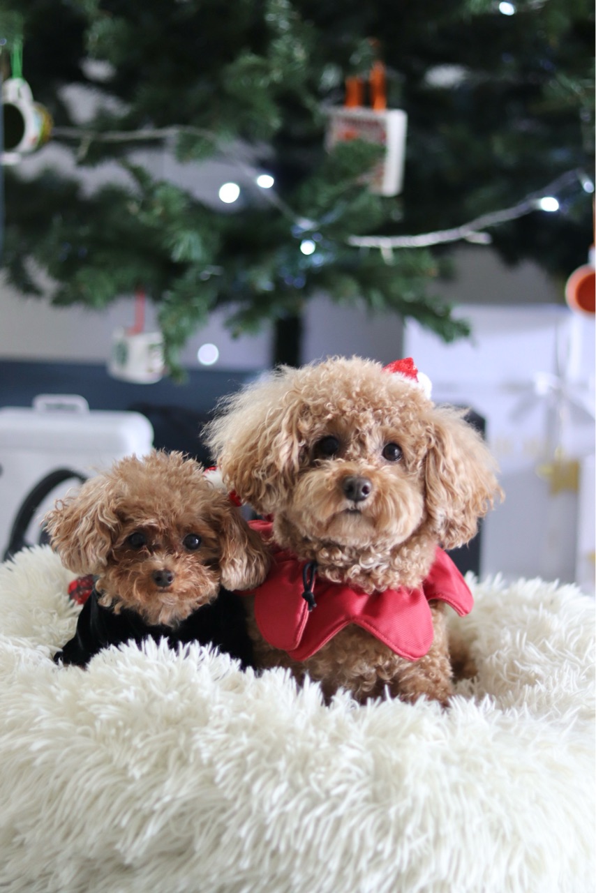 CHANELで2個買いした商品 : Marriage life in Arizona アリゾナで国際