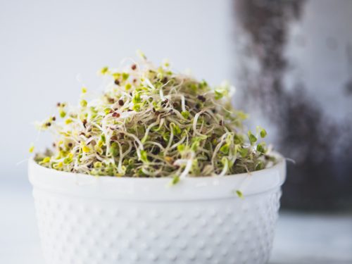 How-to-Grow-Broccoli-Sprouts-22-500x375