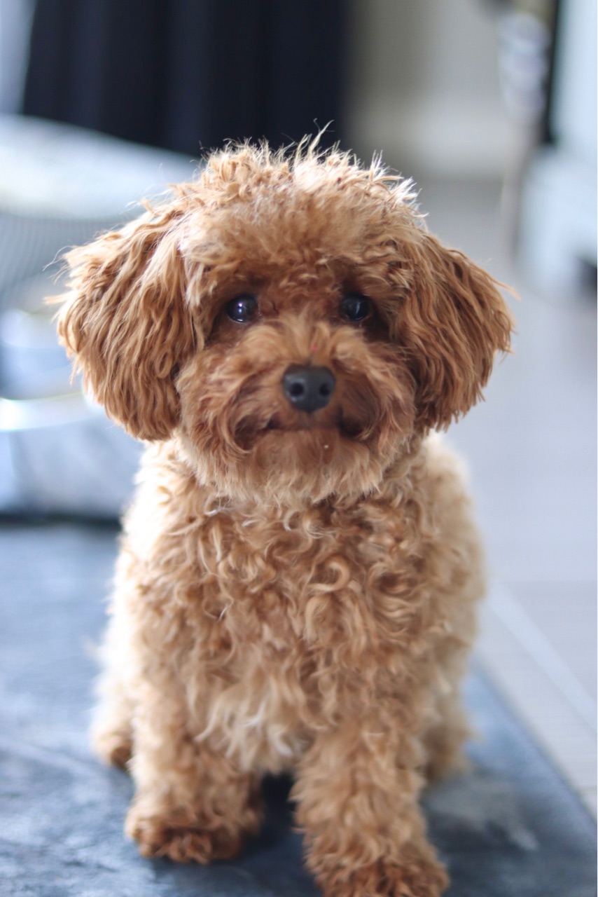 愛犬のハーフバースデー 成長記録 Marriage Life In Arizona アリゾナで国際結婚 Powered By ライブドアブログ