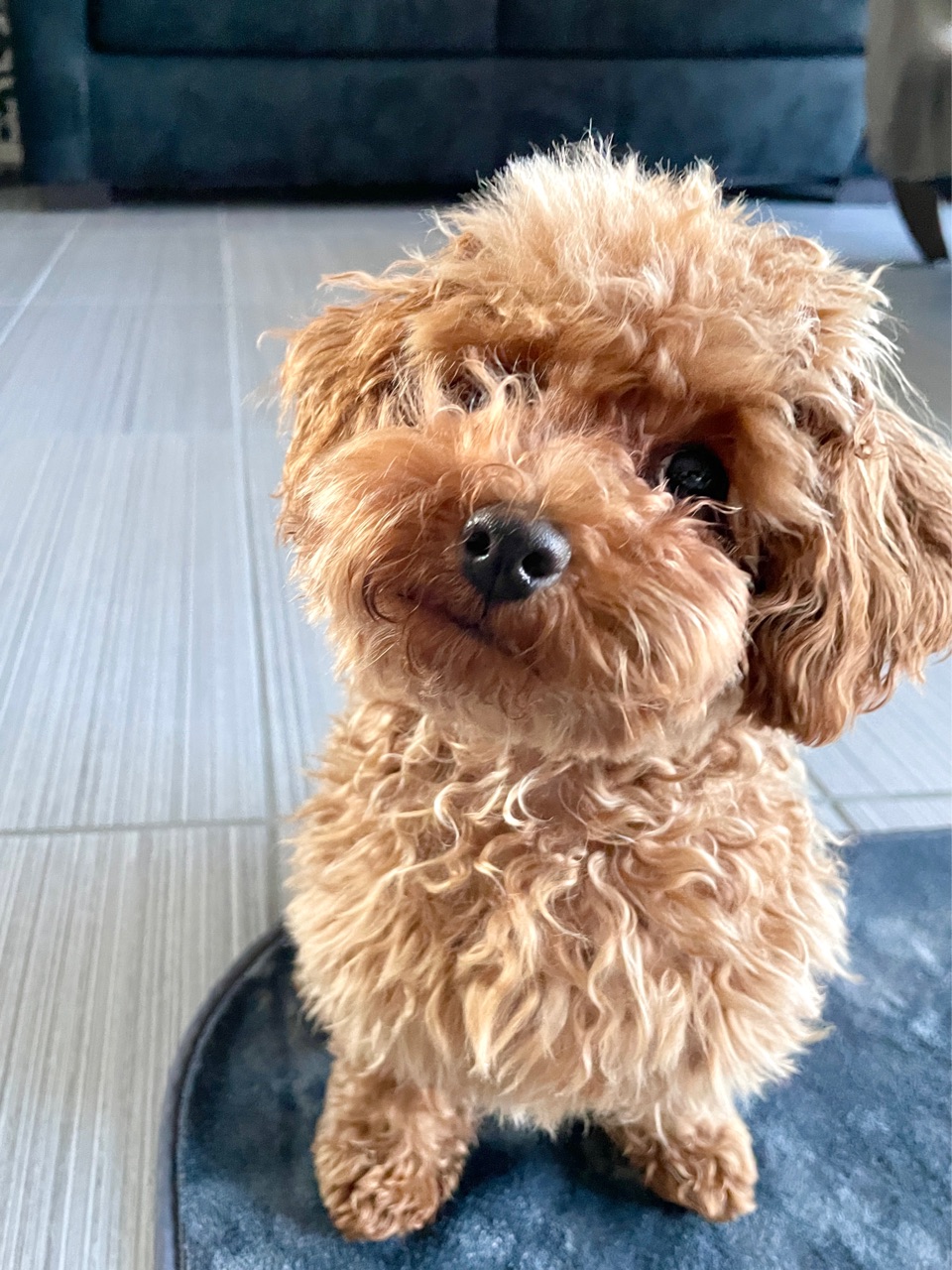 愛犬のハーフバースデー 成長記録 Marriage Life In Arizona アリゾナで国際結婚 Powered By ライブドアブログ