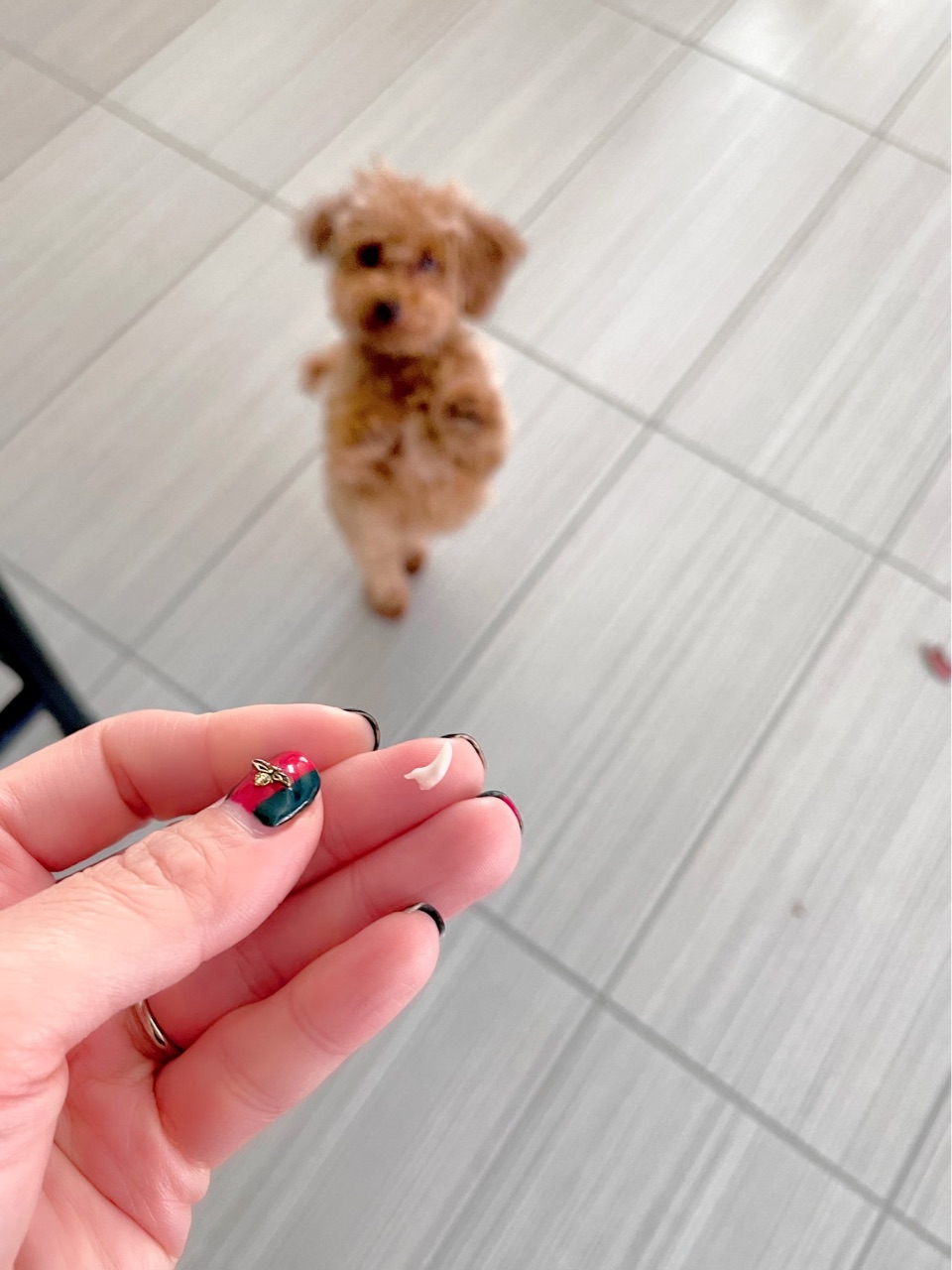 愛犬のハーフバースデー 成長記録 Marriage Life In Arizona アリゾナで国際結婚 Powered By ライブドアブログ