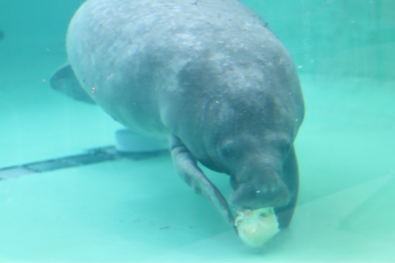 美ら海水族館の凄い所 色々 ジュゴンとマナティーの違いは 沖縄旅行 Marriage Life In Arizona アリゾナで国際結婚 Powered By ライブドアブログ