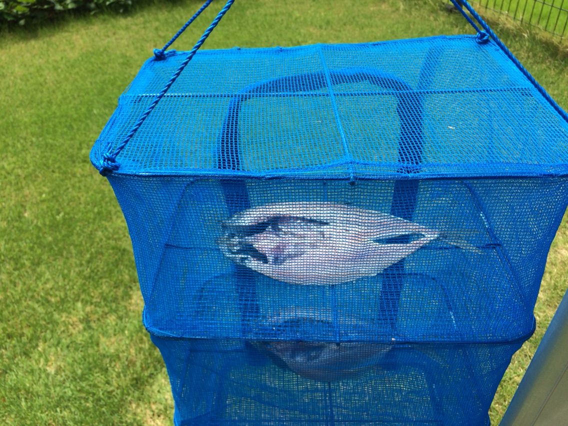 ベランダでアジの干物を作ったら 市販の物より美味しかった マロンとフランのお庭 ベランダでアジの干物を作ったら 市販の物より美味しかった マロンとフランのお庭
