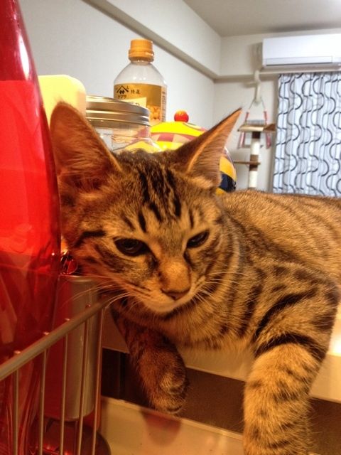 {33391F0D-F229-4DE5-91D4-3E89B8E2B505:01}