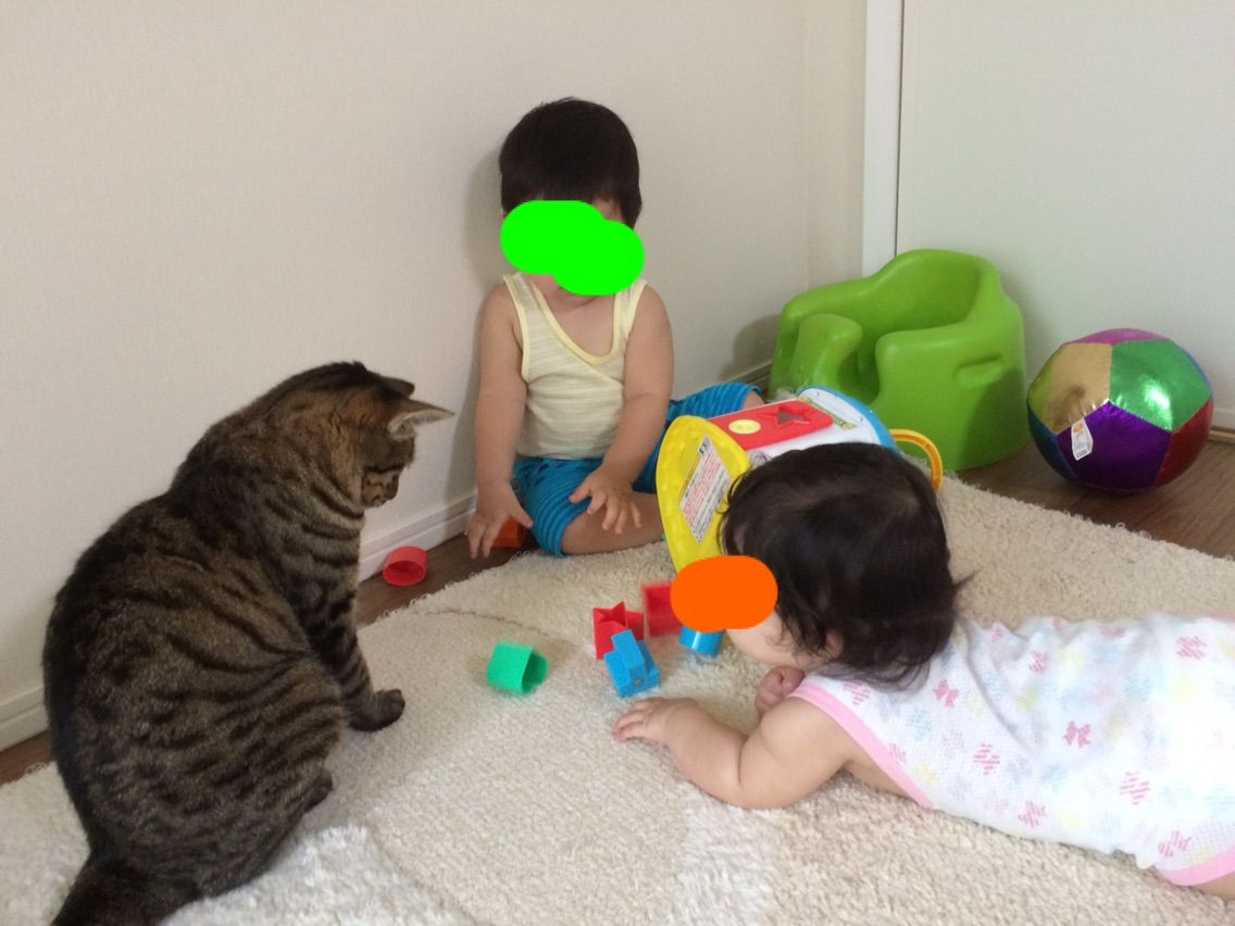 子供と遊ぶ猫 マロンとフランのお庭 子供と遊ぶ猫 マロンとフランのお庭