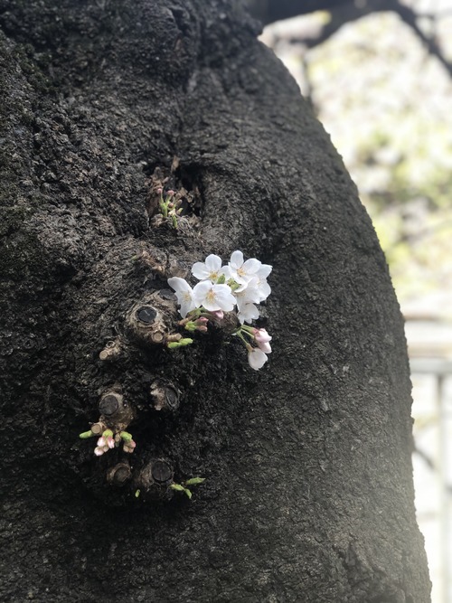 C1CC92F1-9106-45A0-8928-0E4B4A5DA1E6