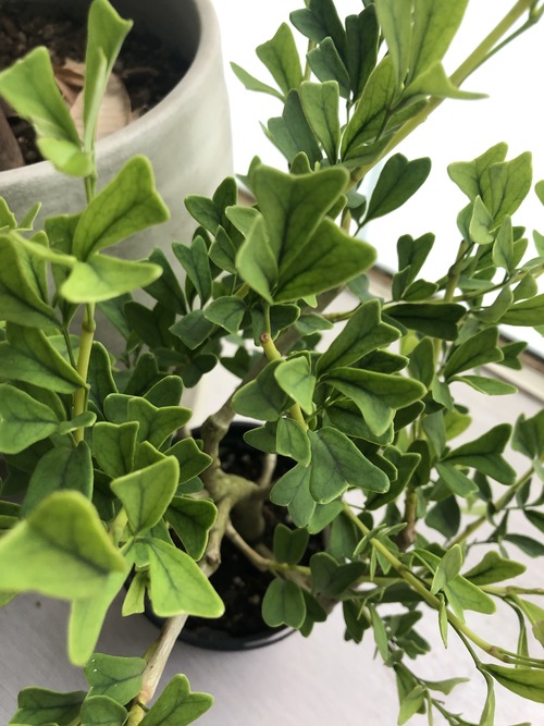 7F34B25B-B55D-4C50-B2FD-EEDB4B4C2297