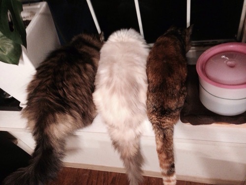 8C6A19C7-A7F7-4251-9E6A-FD0595E63B38