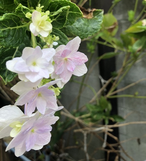 7B412AB9-4CB4-43C0-8859-CC7EC188B3D3