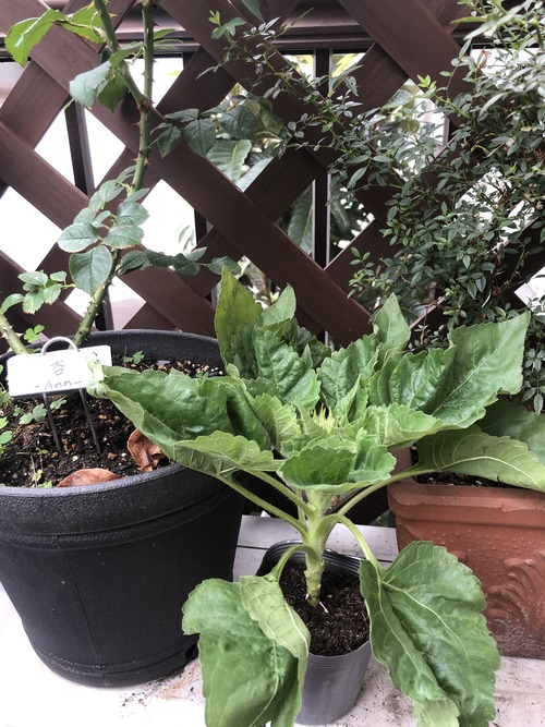 B781EF9C-7EE4-4016-83AC-681D639AA1B3