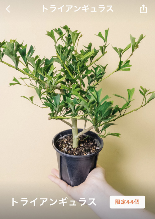 995B88FC-D1E3-4119-97F3-BB725BD90D62