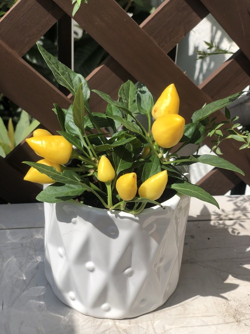 F28A04B8-466C-4AF5-BB69-B51C477896C9