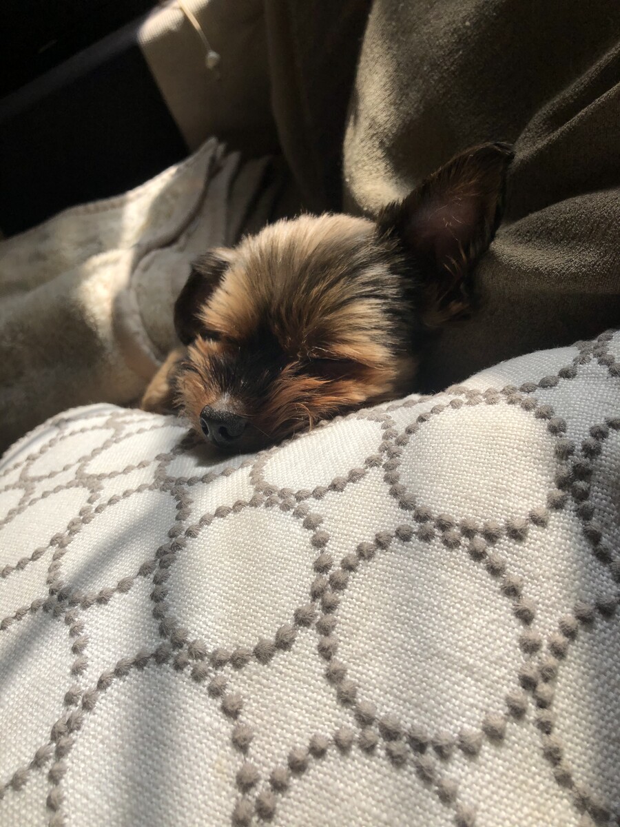 親バカならぬ犬バカですみません 王子がチョコになっちゃった シンプルに憧れて Powered By ライブドアブログ 親バカならぬ犬バカですみません 王子がチョコになっちゃった シンプルに憧れて Powered By ライブドアブログ