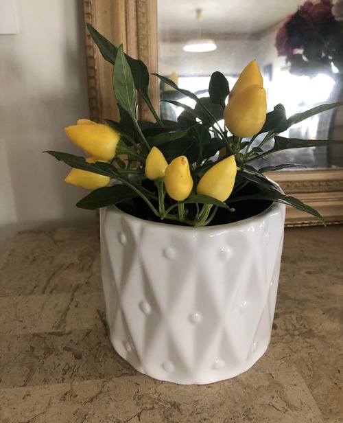 7613E322-A0B0-4E20-AE40-0DDBA39A884D