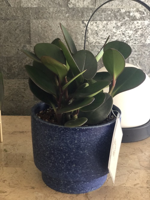 1033BAE5-DCF4-47F2-B6CC-95813F5FEB3D