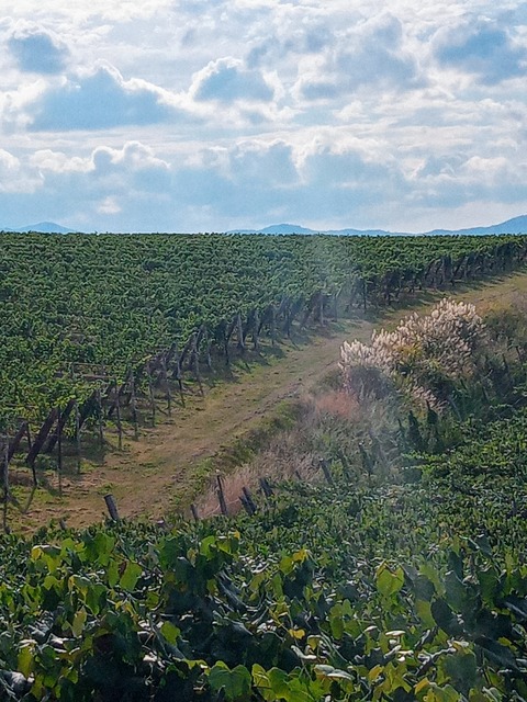 20210911_151239_HDR