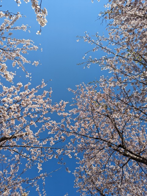 PXL_20240501_064916075