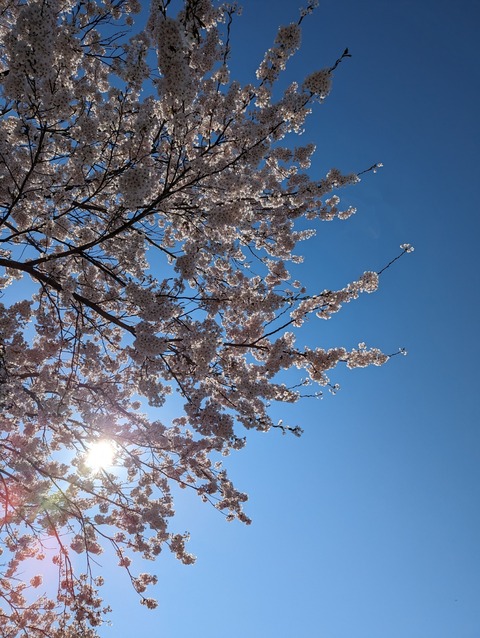 PXL_20240501_061133153~2