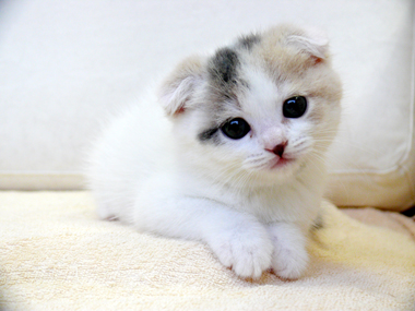 ダイリュートキャリコのスコティッシュフォールド マーサスミスの可愛い仔猫