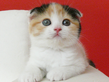 ショートヘアーのスコティッシュフォールド マーサスミスの可愛い仔猫