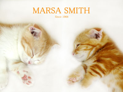 可愛い子猫の壁紙 マーサスミスの可愛い仔猫