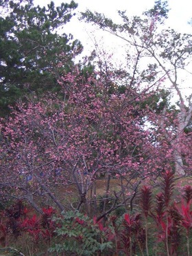 20090111-sakura-1