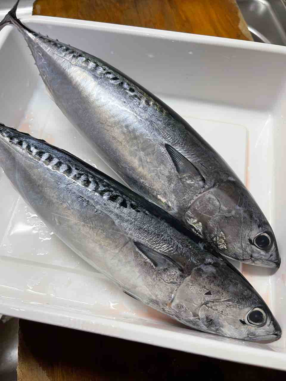 釣り飯 ソウダガツオのオイルコンフィ ツナ 釣り女子の釣り飯 食べるために釣る釣行ノート