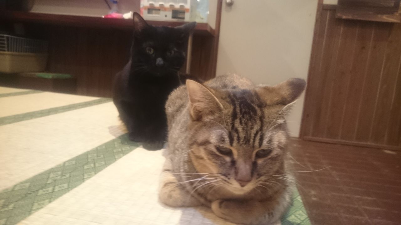八木にて猫カフェ ゆうたとマーサと幸せハッピーあきあきlife 八木にて猫カフェ ゆうたとマーサと幸せハッピーあきあきlife