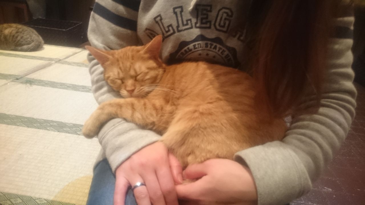 八木にて猫カフェ ゆうたとマーサと幸せハッピーあきあきlife 八木にて猫カフェ ゆうたとマーサと幸せハッピーあきあきlife