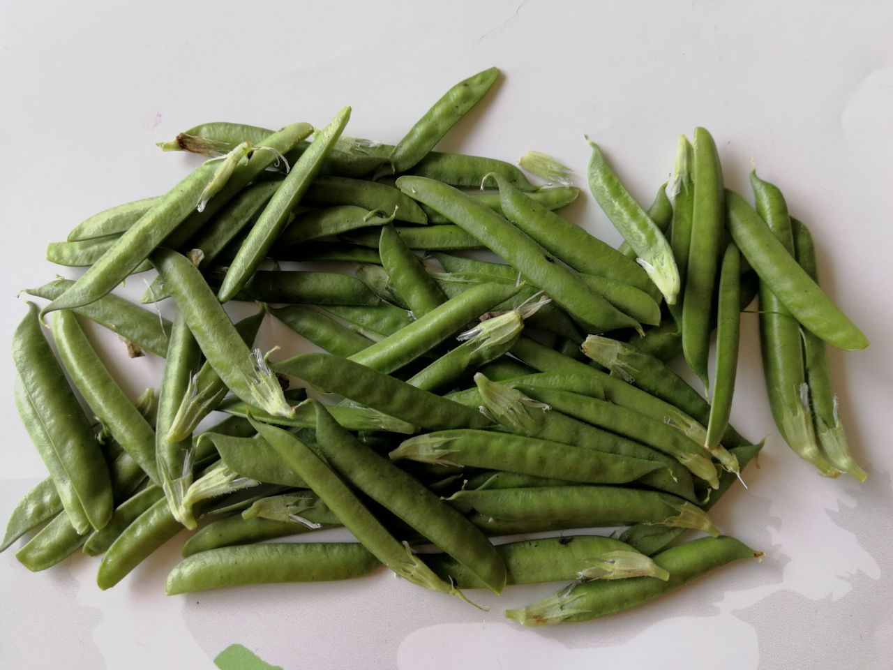 カラスエンドウ c ピーピー豆 マーサ リノイエ カラスエンドウ c ピーピー豆 マーサ リノイエ