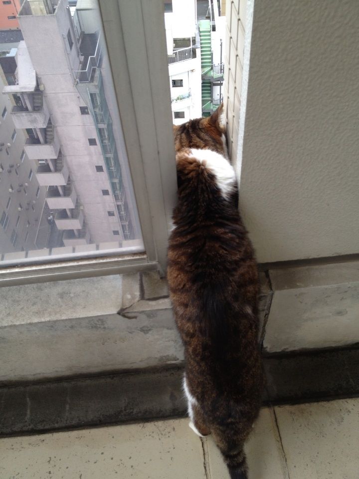 緑のカーテン でっきるっかな でっきるっかな はてさてむふー マーサ リノイエ