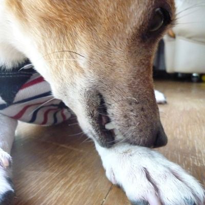 ガジガジ