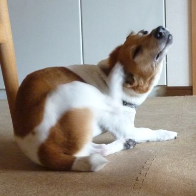 思う存分掻くがよい