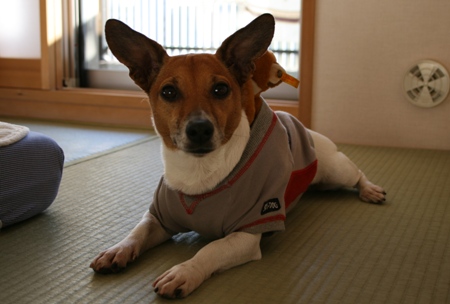 ���á�������ȿ�����Ƥޤ��͡�