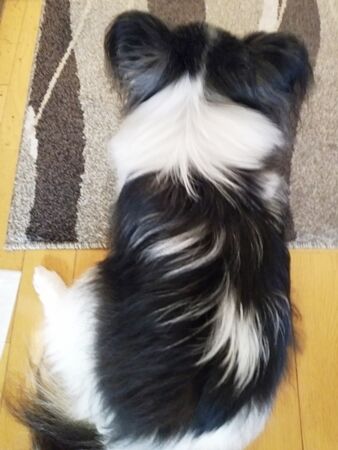 おせな