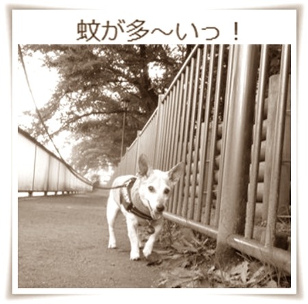 ただでさえ蚊が多いところを