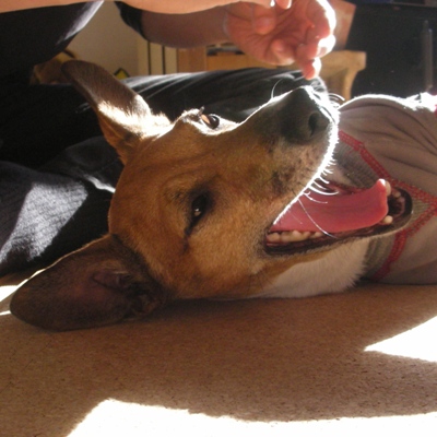 �礢���ӡ�