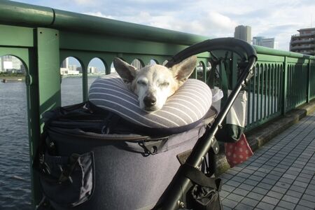 老犬の眠りは深い まるとお散歩diary