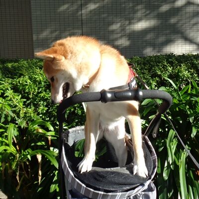 まだまだハイテンション