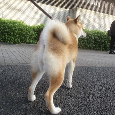 会うのが楽しみ