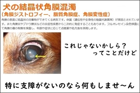 ジストロフィー?