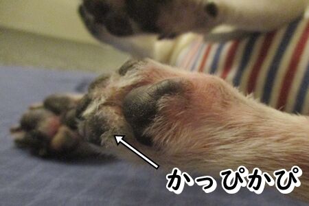 老犬のスキンケア まるとお散歩diary 老犬のスキンケア まるとお散歩diary