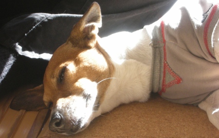 �����ɽ��Ǥ�